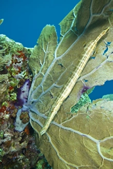 Trumpetfish (Aulostomus maculatus) near Purple Sea Fan, Utila, Bay Islands, Honduras Trumpetfish (Aulostomus maculatus) near Purple Sea Fan, Utila, Bay Islands, Honduras