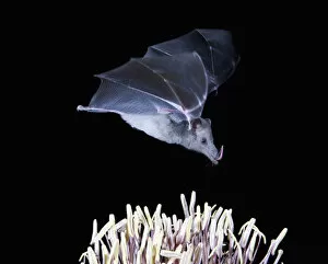 Alice Garland Collection: Tucson, Arizona, USA, Leafnosed fruit bat over agave blossom