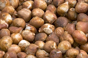Tulip bulbs for sale at a market in Amsterdam, Netherlands Tulip bulbs for sale at a market in Amsterdam, Netherlands
