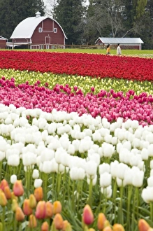 Tulip fields of Mt. Vernon, Skagit County, WA Tulip fields of Mt. Vernon, Skagit County, WA