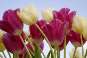 Spring Florals Prints: Detail of tulips