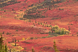 The tundra of Denali National Park in the late summer turns bright red from The tundra of Denali National Park in the late summer turns bright red from