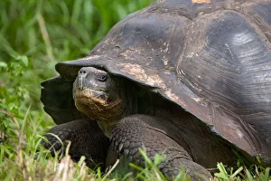 Turtle in the grass, Galapagos Islands, Equador Turtle in the grass, Galapagos Islands, Equador