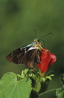 Two-barred Flasher, Astraptes fulgerator, adult on Turk's Cap (Malvaviscus drummondii) Two-barred Flasher, Astraptes fulgerator, adult on Turk's Cap (Malvaviscus drummondii)