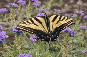Two-Tailed Swallowtail, Papilio multicaudata, adult on Prairie Verbena (Verbena bipinnatifida) Two-Tailed Swallowtail, Papilio multicaudata, adult on Prairie Verbena (Verbena bipinnatifida)