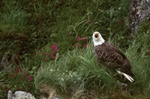 Images Dated 16th December 2003: U. S. A. Alaska, Unalaska Island Bald eagle (Haliaeetus leucocephalus)