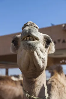 UAE, Al Ain, Jabel Hafeet, Al Ain Camel Market UAE, Al Ain, Jabel Hafeet, Al Ain Camel Market