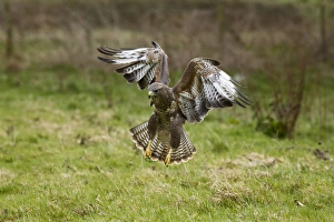 UK. Common Buzzard (Buteo buteo) coming in to land after spotting a worm UK. Common Buzzard (Buteo buteo) coming in to land after spotting a worm