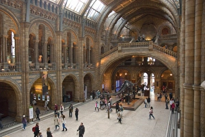 UK. London. Kensington. Natural History Museum. Visitors in the great hall UK. London. Kensington. Natural History Museum. Visitors in the great hall