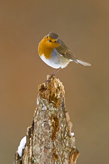 UK. Robin (Erythracus rubecula) on tree stump in winter UK. Robin (Erythracus rubecula) on tree stump in winter