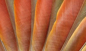 Underside wing coloration of the Scarlet Macaw Underside wing coloration of the Scarlet Macaw