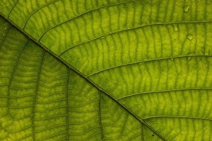 Understory plant detail (Fam: Melastomaceae), Mindo Cloud Forest, Ecuador, South America Understory plant detail (Fam: Melastomaceae), Mindo Cloud Forest, Ecuador, South America