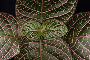 Understory Plants, Yasuni National Park, Amazon Rainforest ECUADOR. South America Understory Plants, Yasuni National Park, Amazon Rainforest ECUADOR. South America