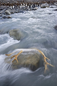 United Kingdom Territory, South Georgia Island, St United Kingdom Territory, South Georgia Island, St
