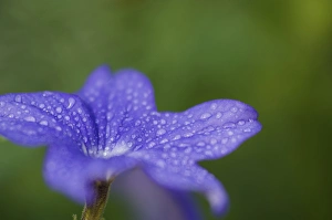 United States, Maryland, Wheaton, Brookside Gardens, closeup of blue flower with United States, Maryland, Wheaton, Brookside Gardens, closeup of blue flower with