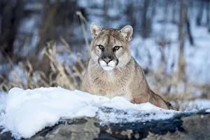United States, Minnesota, Sandstone, Cougar on Alert United States, Minnesota, Sandstone, Cougar on Alert