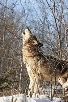 United States, Minnesota, Sandstone, Wolf Howling United States, Minnesota, Sandstone, Wolf Howling
