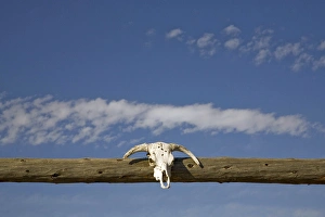 United States, Montana, Livingston, skull over corral gate at ranch United States, Montana, Livingston, skull over corral gate at ranch