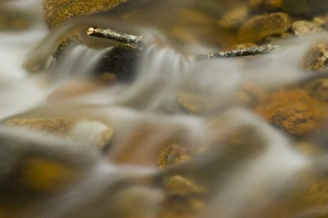 United States, New Hampshire, Harts Location, White Mountain National Forest, small United States, New Hampshire, Harts Location, White Mountain National Forest, small