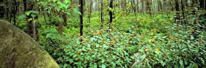 United States, Pennsylvania, Wyoming SP. Red-blossomed jewelweed flourishes in Wyoming United States, Pennsylvania, Wyoming SP. Red-blossomed jewelweed flourishes in Wyoming