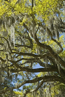 United States; South Carolina; Ace Basin National Estuarine Research Reserve, live United States; South Carolina; Ace Basin National Estuarine Research Reserve, live