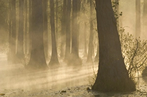 United States; South Carolina; Moncks Corner, Cypress Gardens, bald cypress swamp United States; South Carolina; Moncks Corner, Cypress Gardens, bald cypress swamp