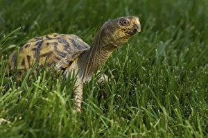 United States, Virginia, Arlington, box turtle in grass United States, Virginia, Arlington, box turtle in grass