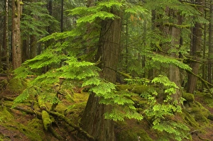 United States, Washington, King County, Deception Falls United States, Washington, King County, Deception Falls