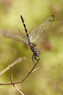 Female Unknown Black Setwing perched print