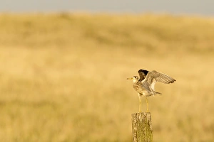 Upland Sandpiper near Bowman, North Dakota, USA Upland Sandpiper near Bowman, North Dakota, USA