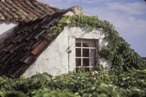 Upper portion of a house is getting progressively covered with crawling vines. Dubrovnik Upper portion of a house is getting progressively covered with crawling vines. Dubrovnik