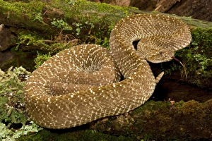 Uracoan Rattlesnake, Crotalus vegrandis, resting on a mossy log. Venezuela, SA. Controlled Uracoan Rattlesnake, Crotalus vegrandis, resting on a mossy log. Venezuela, SA. Controlled