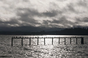 US, WA, Bainbridge Island, Rich Passage. Flock of cormorants (Phalacrocoracidae) US, WA, Bainbridge Island, Rich Passage. Flock of cormorants (Phalacrocoracidae)