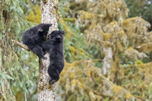 USA, Alaska, Anan Creek. Two black bear cubs in a tree USA, Alaska, Anan Creek. Two black bear cubs in a tree