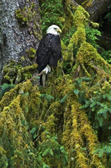 USA, Alaska. Bald eagle in mossy tree. Credit as: Nancy Rotenberg / Jaynes Gallery / DanitaDelimont USA, Alaska. Bald eagle in mossy tree. Credit as: Nancy Rotenberg / Jaynes Gallery / DanitaDelimont