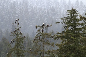 USA, Alaska. Bald eagles congregate in trees during USA, Alaska. Bald eagles congregate in trees during