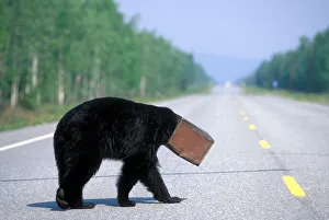 USA, Alaska, Black Bear (Ursus americanus) coffee can stuck on head walks blindly across USA, Alaska, Black Bear (Ursus americanus) coffee can stuck on head walks blindly across