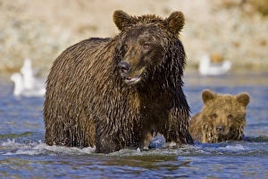 USA. Alaska. A coastal brown bear fishes for salmon in a glacial stream at Kinak Bay in Katmai NP USA. Alaska. A coastal brown bear fishes for salmon in a glacial stream at Kinak Bay in Katmai NP