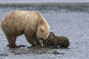 USA, Alaska. A female grizzly bear, ursus arctos horribilis, clams on the tidal flats USA, Alaska. A female grizzly bear, ursus arctos horribilis, clams on the tidal flats