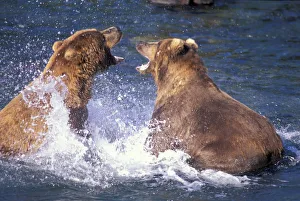 USA, Alaska Fighting male brown Brown bears at Brooks River USA, Alaska Fighting male brown Brown bears at Brooks River