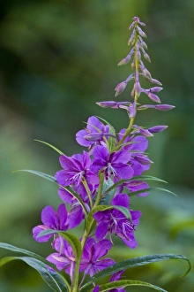 USA. Alaska. Fireweed at Silver Salmon Creek in Lake Clark NP USA. Alaska. Fireweed at Silver Salmon Creek in Lake Clark NP