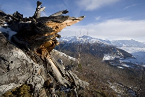 USA, Alaska, Gnarled spruce tree on summit of Lions Head peak overlooking Matanuska Glacier USA, Alaska, Gnarled spruce tree on summit of Lions Head peak overlooking Matanuska Glacier