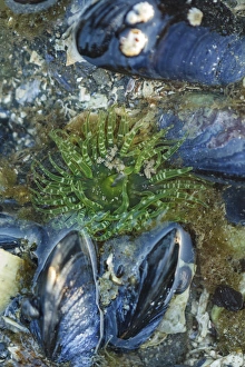 USA, Alaska. A green moon glow anemone and blue mussels in a tidepool USA, Alaska. A green moon glow anemone and blue mussels in a tidepool