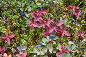 Macro Collection: USA, Alaska, Hatchers Pass. Bunch berry and low-bush blueberry