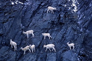 USA, Alaska, Herd of Dalls sheep (Ovis dalli) on steep cliff at Atigun Pass USA, Alaska, Herd of Dalls sheep (Ovis dalli) on steep cliff at Atigun Pass