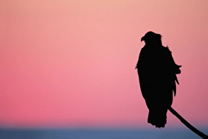 USA, Alaska, Homer. Bald eagle resting on limb USA, Alaska, Homer. Bald eagle resting on limb
