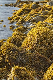 USA, Alaska. Kelp covers rocks along the shore at low tide USA, Alaska. Kelp covers rocks along the shore at low tide