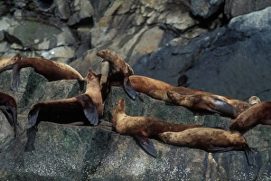 USA, Alaska, Kenai Fjord National Park, Steller Sea Lions (Eumetopias jubatus) hauled USA, Alaska, Kenai Fjord National Park, Steller Sea Lions (Eumetopias jubatus) hauled