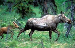 USA, Alaska, Moose cow and calf (Alces alces) walk through spruce forest in Turnagain USA, Alaska, Moose cow and calf (Alces alces) walk through spruce forest in Turnagain