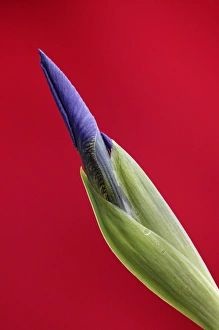 USA, Alaska, Nome. Wild iris budding. Credit as: Arthur Morris / Jaynes Gallery / Danita USA, Alaska, Nome. Wild iris budding. Credit as: Arthur Morris / Jaynes Gallery / Danita